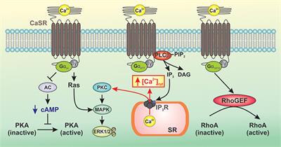 Calcium-Sensing Receptor Regulates Cytosolic [Ca2+] and Plays a Major Role in the Development of Pulmonary Hypertension